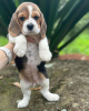 Foto №2 zu Ankündigung № 117600 zu verkaufen beagle - einkaufen Deutschland quotient 	ankündigung