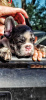 Foto №2 zu Ankündigung № 13105 zu verkaufen französische bulldogge - einkaufen Kanada züchter