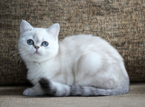 Foto №3. Blauäugige schottische Katze. Weißrussland