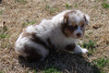 Foto №4. Ich werde verkaufen australian shepherd in der Stadt Virginia Beach.  - preis - verhandelt