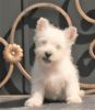 Foto №3. West Highland White Terrier Welpe weiblich. Russische Föderation