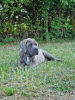 Zusätzliche Fotos: Cane Corso Italiano Welpen (FCI)