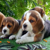 Foto №2 zu Ankündigung № 56348 zu verkaufen beagle - einkaufen USA züchter