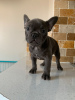 Foto №2 zu Ankündigung № 108110 zu verkaufen französische bulldogge - einkaufen Deutschland züchter