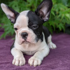 Foto №3. Entzückende Boston Terrier-Welpen zur kostenlosen Adoption. Deutschland