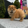 Foto №3. Chow-Chow-Welpen. Serbien