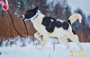 Foto №2 zu Ankündigung № 8306 zu verkaufen mischlingshund - einkaufen Russische Föderation aus dem tierheim