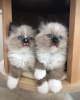 Foto №2 zu Ankündigung № 103686 zu verkaufen ragdoll-katze - einkaufen Großbritannien 