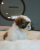 Foto №3. SHIH TZU WELPE ZU VERKAUFEN. USA