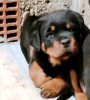 Foto №1. rottweiler - zum Verkauf in der Stadt Belgrad | verhandelt | Ankündigung № 87014