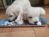 Foto №3. Champion Bloodline Golden Retriever Welpen zu verkaufen. Deutschland