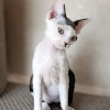 Foto №3. Devonrex-Kätzchen. USA