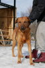 Foto №4. Ich werde verkaufen mischlingshund in der Stadt St. Petersburg. quotient 	ankündigung - preis - Frei