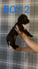 Foto №1. english cocker spaniel - zum Verkauf in der Stadt Berlin | 250€ | Ankündigung № 107362