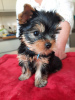 Foto №3. Yorkshire-Terrier-Welpen. Finnland