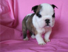 Foto №2 zu Ankündigung № 30086 zu verkaufen englische bulldogge - einkaufen Deutschland quotient 	ankündigung