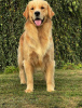 Foto №1. golden retriever - zum Verkauf in der Stadt Wrocław | 3500€ | Ankündigung № 93590