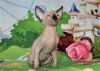 Foto №1. sphynx cat - zum Verkauf in der Stadt Нешер | verhandelt | Ankündigung № 62365