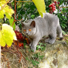 Foto №1. chartreux - zum Verkauf in der Stadt Paris | verhandelt | Ankündigung № 123133