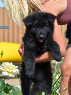 Zusätzliche Fotos: Deutscher Schäferhund Welpen langhaarig, schwarz und shabrack, 33 Tage alt, FCI