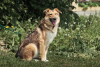 Foto №2 zu Ankündigung № 35329 zu verkaufen mischlingshund - einkaufen Russische Föderation quotient 	ankündigung