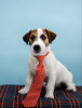 Foto №3. Jack-Russell-Terrier-Welpen. Russische Föderation