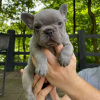 Foto №2 zu Ankündigung № 94658 zu verkaufen französische bulldogge - einkaufen Rumänien quotient 	ankündigung