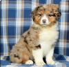 Foto №1. australian shepherd - zum Verkauf in der Stadt Limassol | 650€ | Ankündigung № 103926