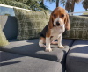 Foto №3. Erschwingliche selbstgezüchtete Beagle-Welpen!. USA