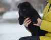Zusätzliche Fotos: Deutscher Schäferhund Welpe, schwarzer langhaariger Junge, Weltmeister Nachkomme