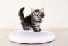 Foto №2 zu Ankündigung № 122037 zu verkaufen maine-coon-katze - einkaufen USA quotient 	ankündigung