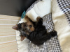 Foto №1. yorkshire terrier - zum Verkauf in der Stadt Brest | 250€ | Ankündigung № 109993