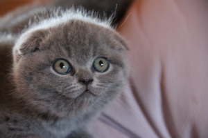 Foto №3. Scottish Fold Kätzchen. Russische Föderation