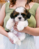 Foto №2 zu Ankündigung № 124946 zu verkaufen shih tzu - einkaufen Deutschland quotient 	ankündigung