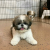 Foto №1. shih tzu - zum Verkauf in der Stadt Montreal | 473€ | Ankündigung № 103643