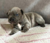 Foto №2 zu Ankündigung № 121599 zu verkaufen französische bulldogge - einkaufen Österreich quotient 	ankündigung