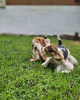 Foto №2 zu Ankündigung № 124530 zu verkaufen beagle - einkaufen Deutschland quotient 	ankündigung