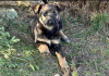 Foto №2 zu Ankündigung № 101592 zu verkaufen mischlingshund - einkaufen Weißrussland quotient 	ankündigung
