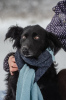 Foto №2 zu Ankündigung № 34674 zu verkaufen mischlingshund - einkaufen Russische Föderation quotient 	ankündigung