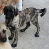 Foto №2 zu Ankündigung № 95722 zu verkaufen anatolischer hirtenhund - einkaufen Deutschland quotient 	ankündigung, züchter
