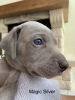 Foto №2 zu Ankündigung № 11150 zu verkaufen weimaraner - einkaufen Russische Föderation züchter