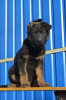 Foto №4. Ich werde verkaufen deutscher schäferhund in der Stadt Dnipro. züchter - preis - 326€