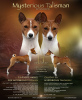 Zusätzliche Fotos: Afrikanische Barkless Hundewelpen Basenji