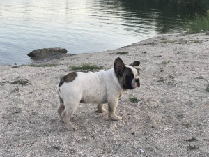 Foto №2 zu Ankündigung № 3442 zu verkaufen französische bulldogge - einkaufen Ukraine quotient 	ankündigung, vom kindergarten