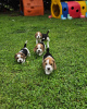 Foto №3. Beagle-Welpen suchen ihr neues Zuhause. Deutschland