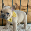 Foto №2 zu Ankündigung № 64583 zu verkaufen französische bulldogge - einkaufen Deutschland 