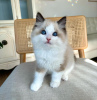 Foto №1. ragdoll-katze - zum Verkauf in der Stadt Atlanta | 246€ | Ankündigung № 105105