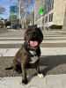 Foto №1. staffordshire bull terrier - zum Verkauf in der Stadt Barcelona | verhandelt | Ankündigung № 122287