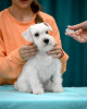 Foto №2 zu Ankündigung № 121772 zu verkaufen schnauzer - einkaufen Weißrussland vom kindergarten