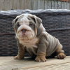 Foto №2 zu Ankündigung № 96949 zu verkaufen englische bulldogge - einkaufen Griechenland 